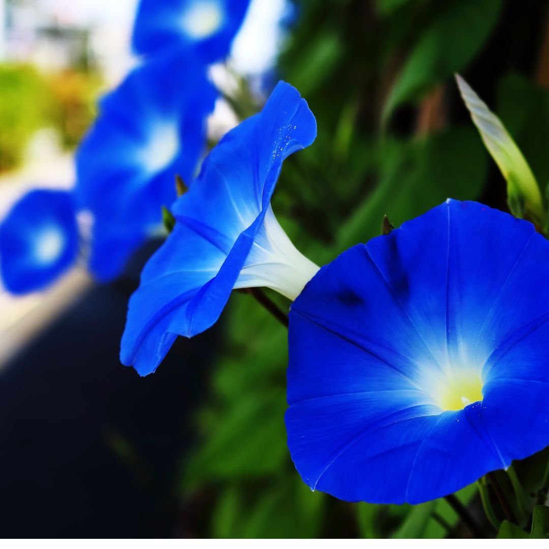 Morning Glory - Blue Bagua