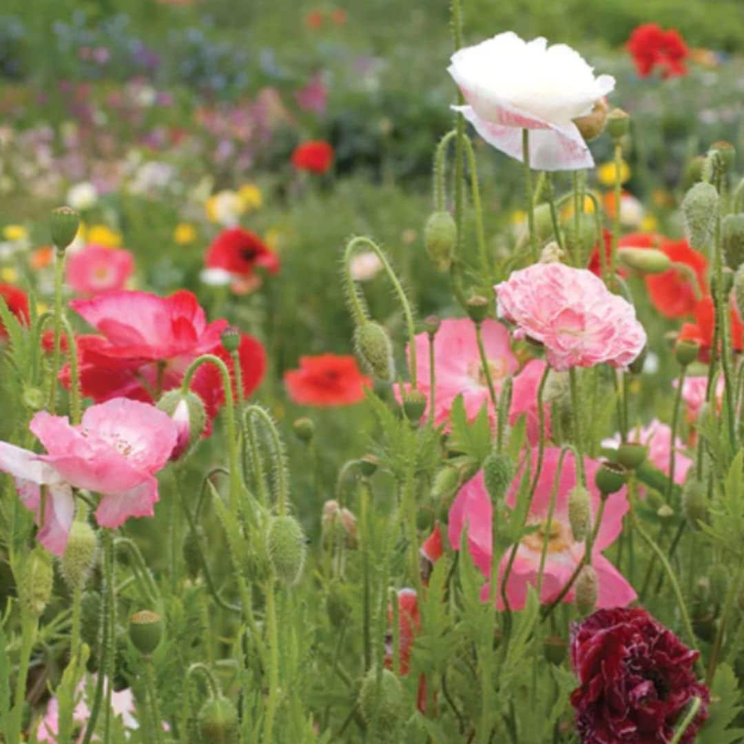 Poppy Seeds - Shirley Double