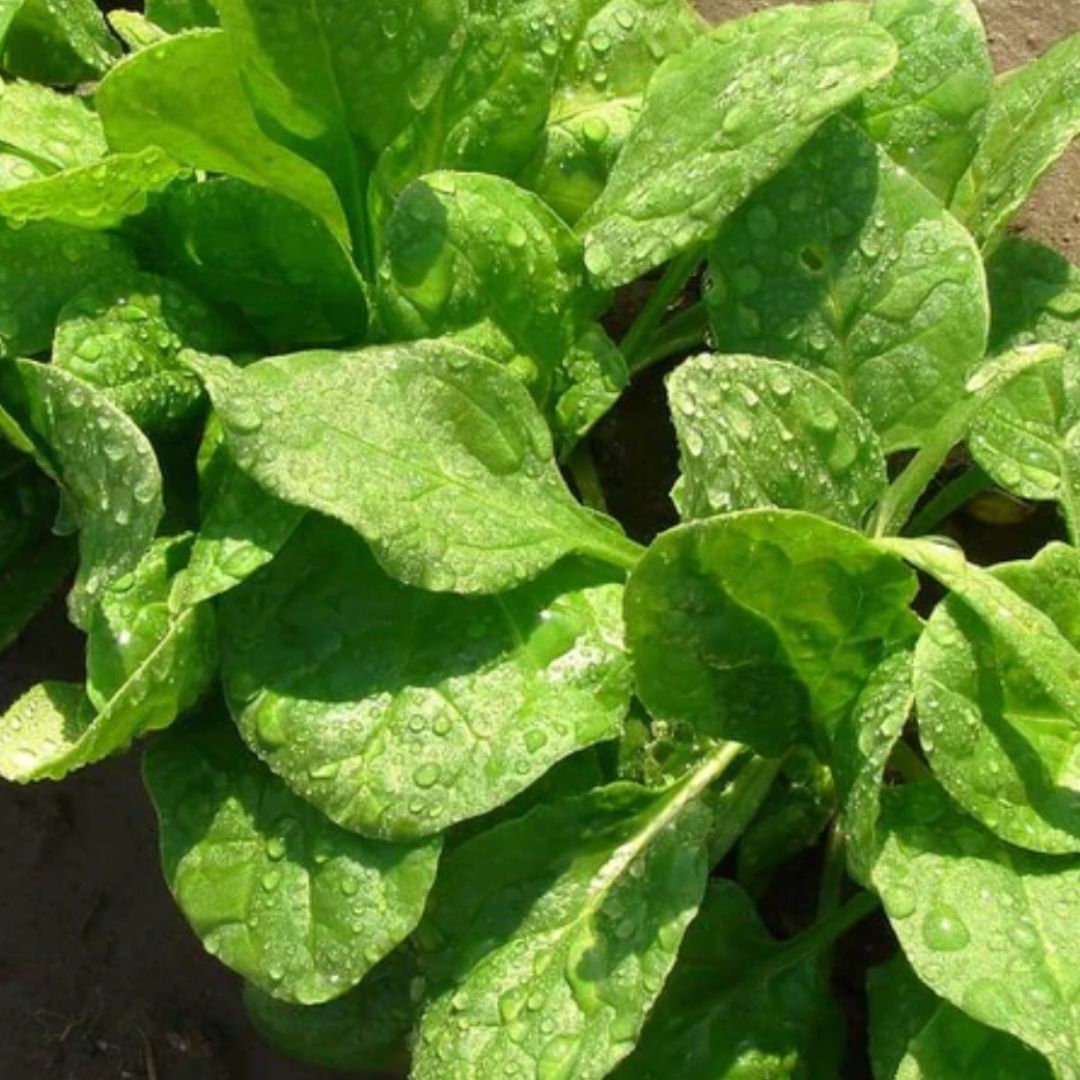 Spinach - Monstrueux de Viroflay