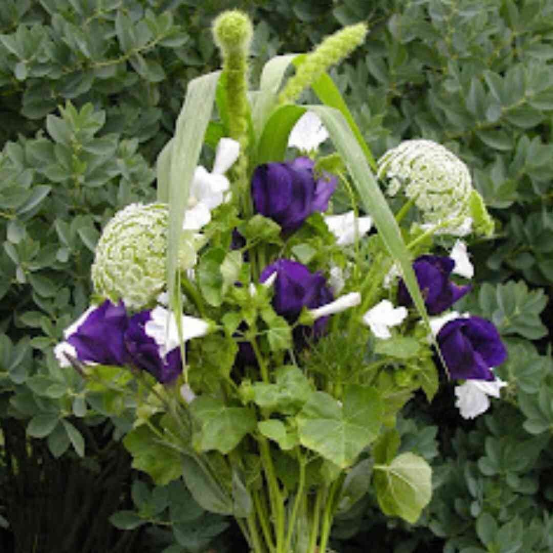 Millet - Lime Ornamental Grass