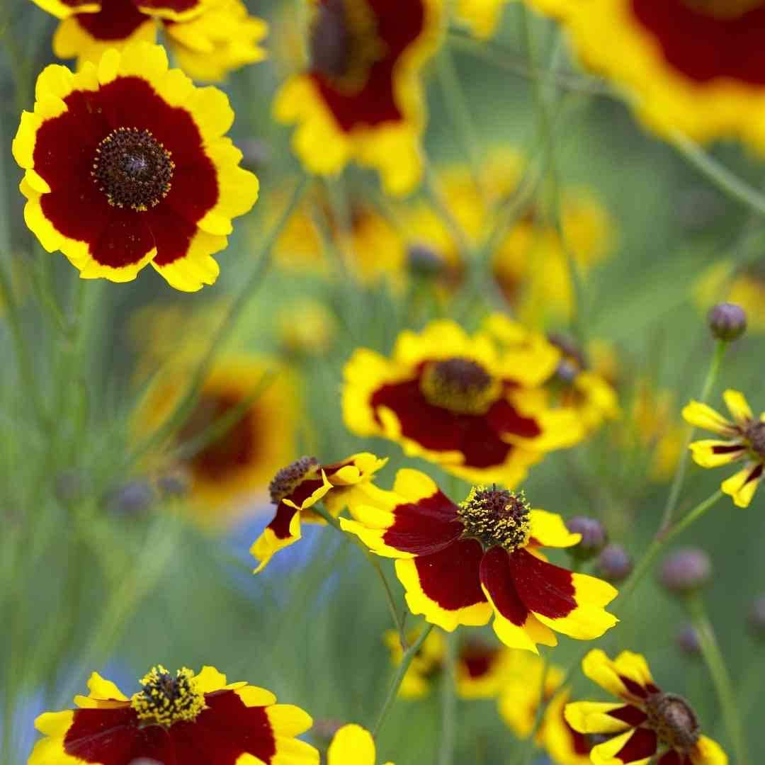 Coreopsis - Incredible Mix Tickseed
