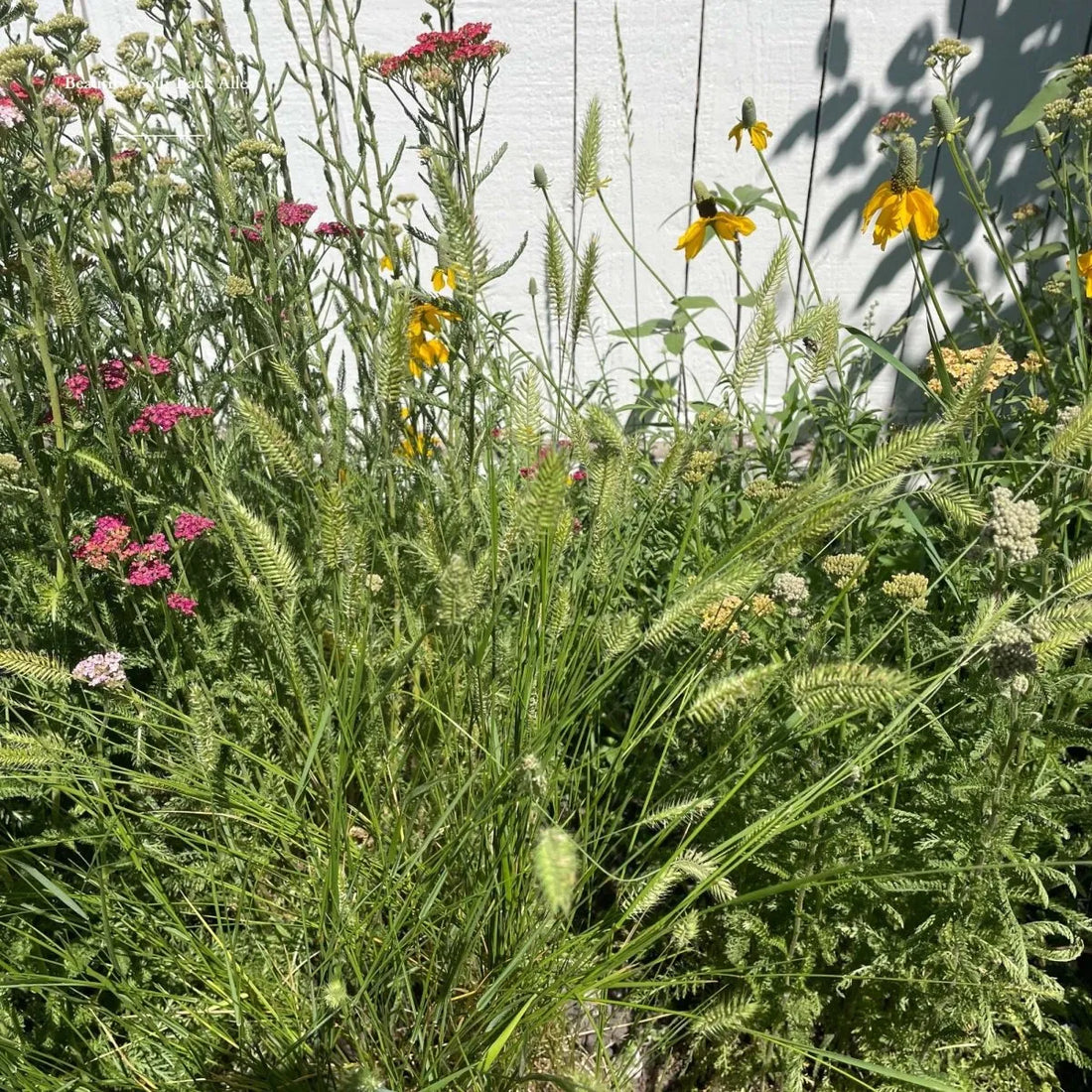 Beautify Your Back Alley - Circle Farms