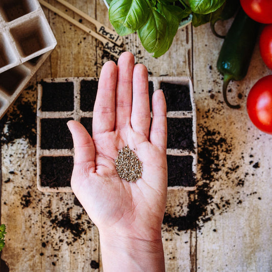 A hand holding heirloom seeds Canada above a gardening table with soil, seed trays, and fresh vegetables.