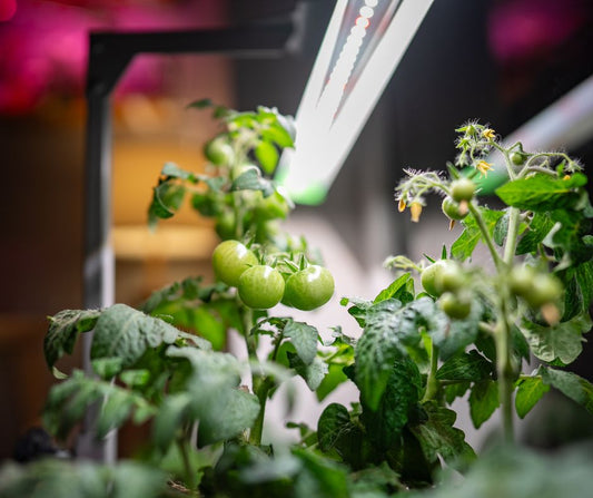 Growing vegetables inside in winter in Canada under lights