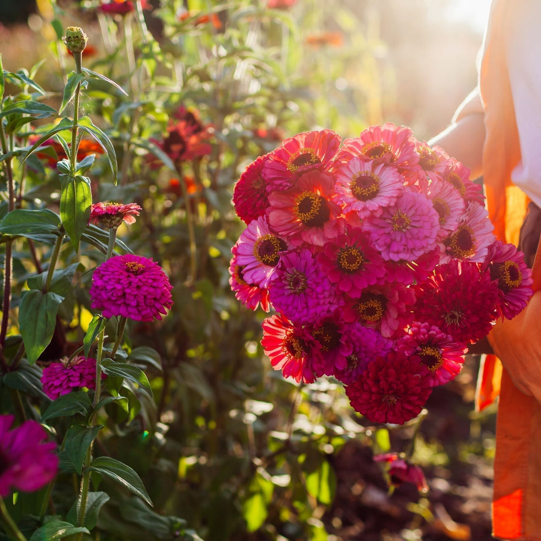 Close-up of bright pink cosmos flowers blooming in a sunny Canadian garden.