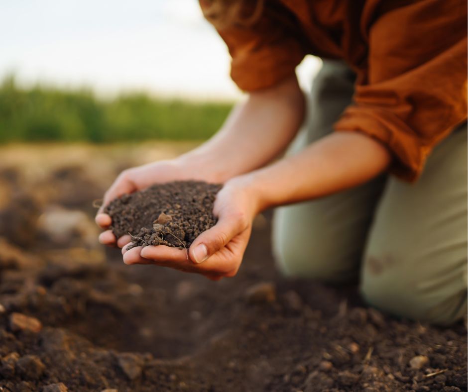 Organic Fertilizer: A Complete Guide to Healthier Soil and Stronger Plants