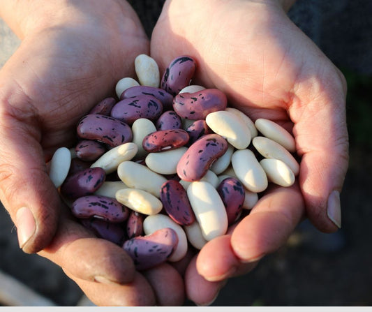 How to Grow Beans in Canada: Planting, Soil, Care and Harvesting