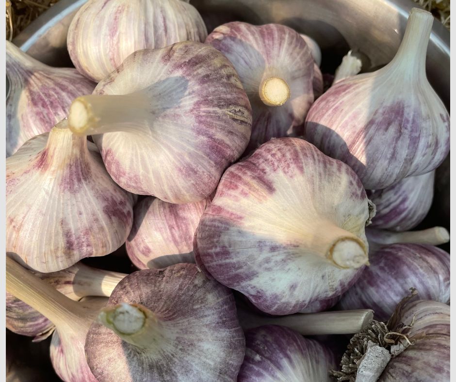 How to Grow Garlic: The Complete Step-by-Step Guide for Canadian Gardeners