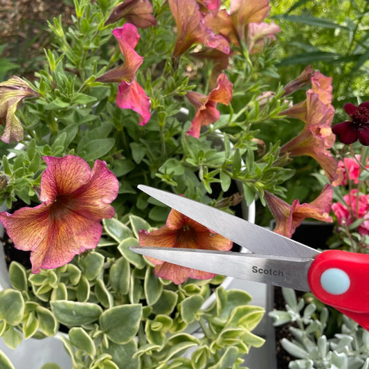 Pinch Me? Which Flowers to Pinch (and Which to Leave Alone)