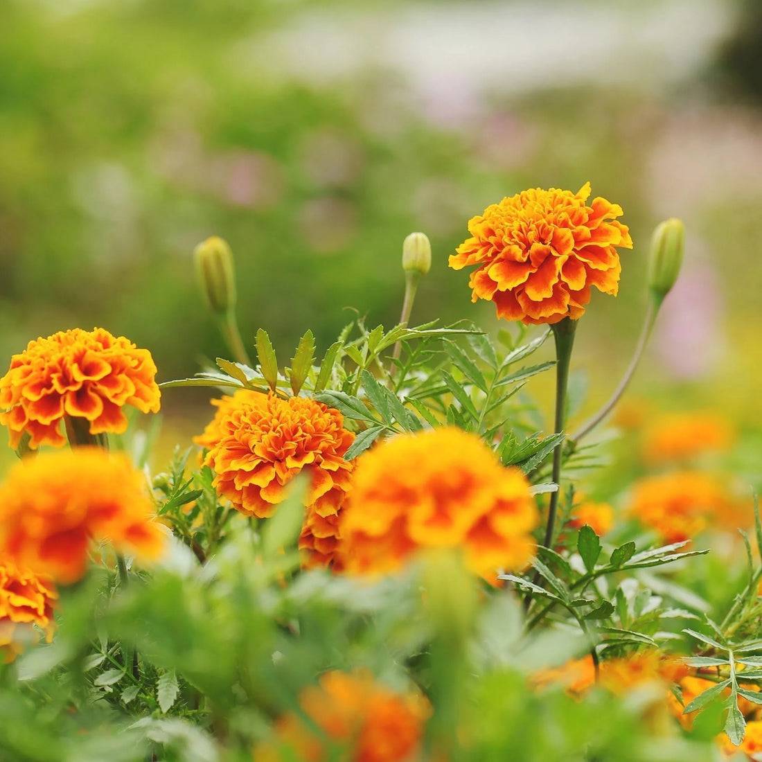 Marigolds: How to Grow From Seed in Canada – and Why You’ll Want to!