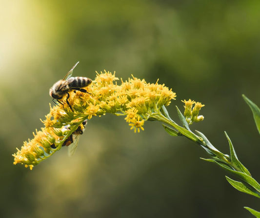 Mason Bees: The Complete Guide to Getting Started with Mason Bees in Your Garden