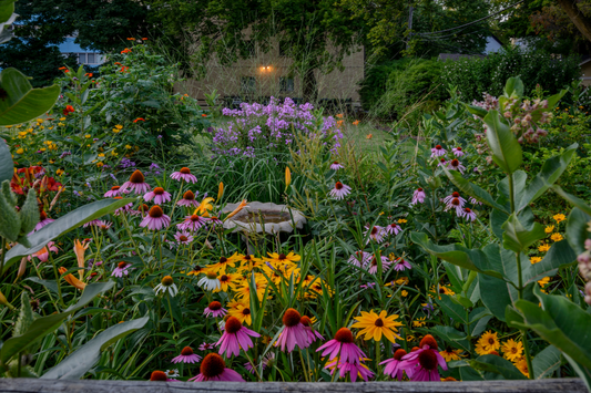 Perennial Flower Seeds To Plant in Late Summer for Bigger Blooms Next Year