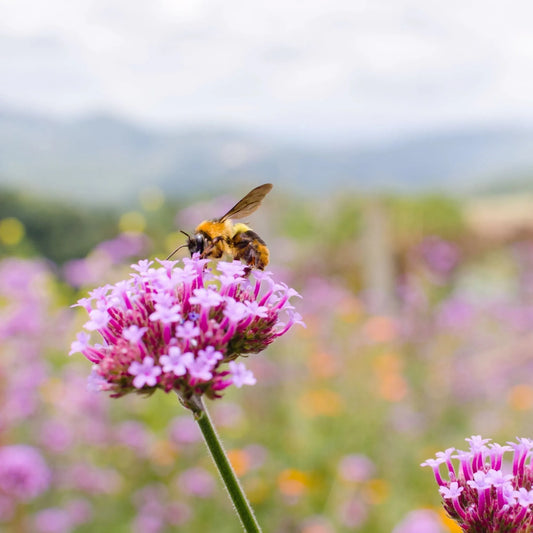 Close-up of a bee collecting nectar from a vibrant pink flower in a sunny wildflower meadow, with a soft-focus mountain landscape in the background.