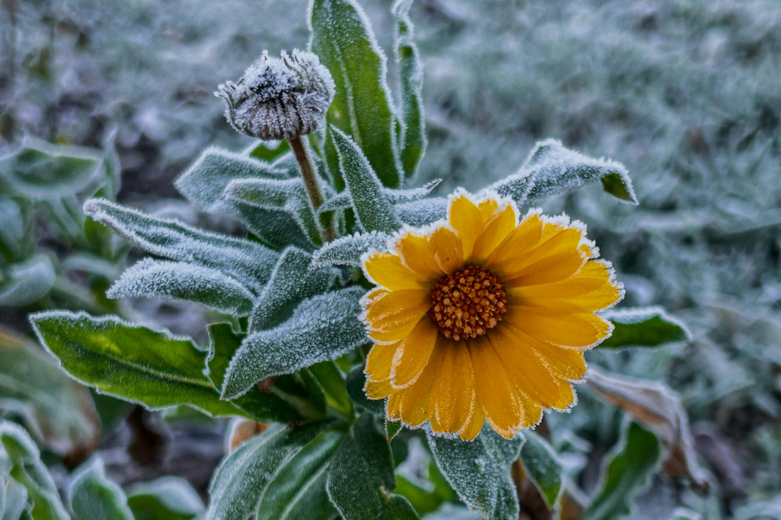 Frost-Tolerant Fall Flowers for Canadian Gardens