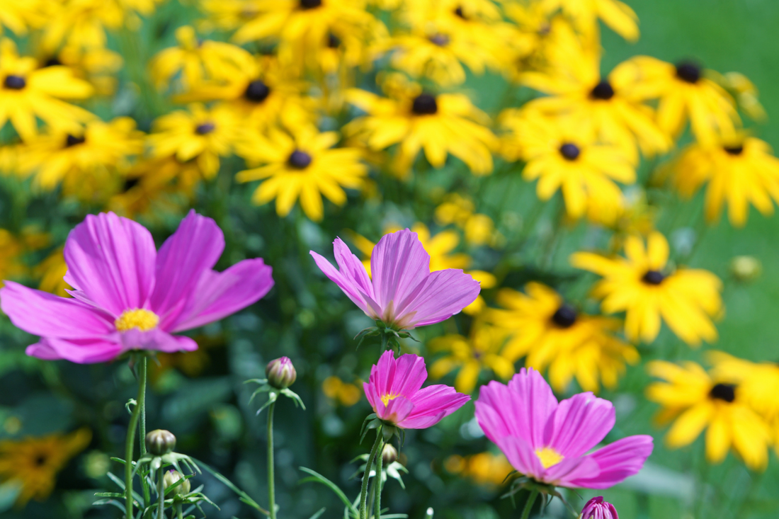 Annual vs Perennial Plants: What Canadian Gardeners Need to Know
