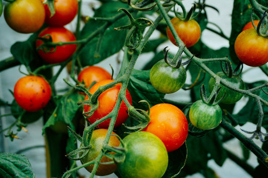 Ripe and ripening cherry tomatoes clustered on the vine, ranging from green to deep red