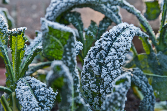 Cold-Hardy Vegetables You Can Grow Outdoors in Canada (Even After Frost)