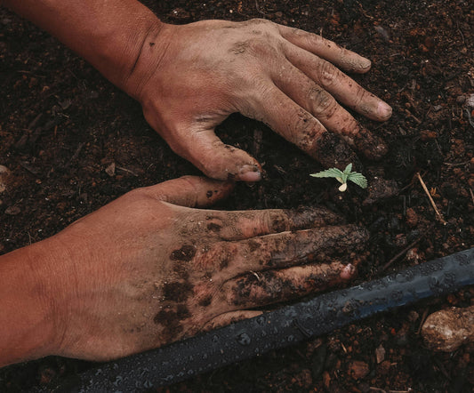 Hands planting a young seedling in healthy garden soil after soil preparation