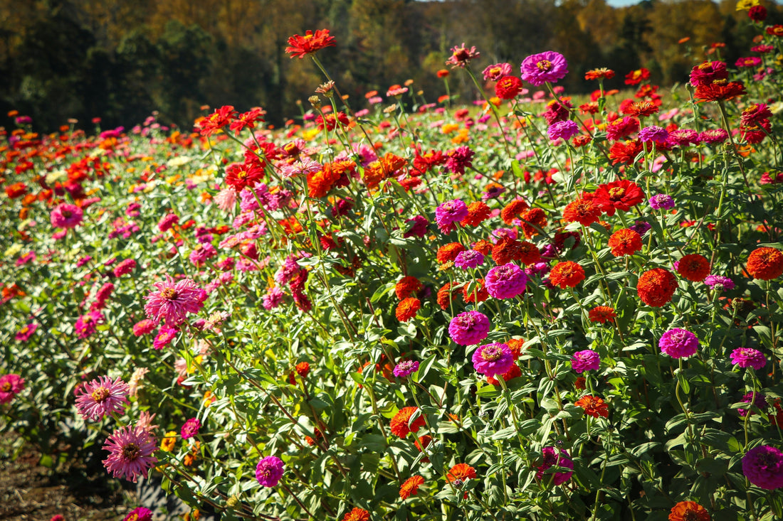 How to Keep Zinnias Blooming All Summer in Canadian Gardens