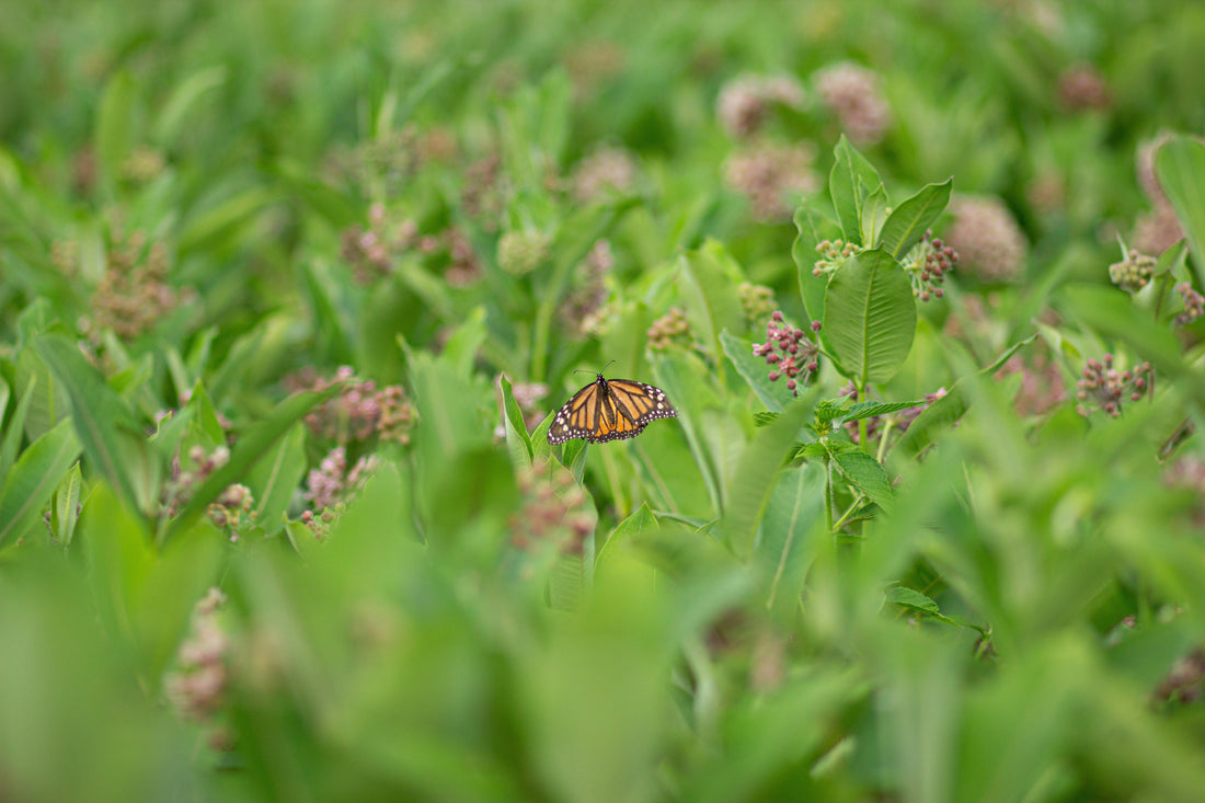 A monarch butterfly resting on milkweed plants in a sunny garden patch