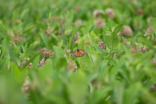 A monarch butterfly resting on milkweed plants in a sunny garden patch