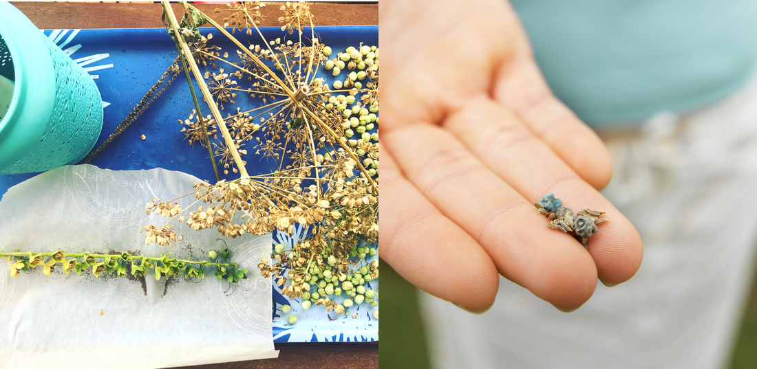 Saving Seeds in Canada: How to Harvest, Dry & Store Seeds for Next Year