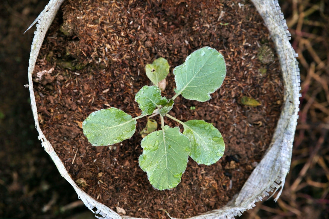 Young vegetable seedling growing in a fabric grow bag filled with potting soil