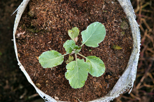 Young vegetable seedling growing in a fabric grow bag filled with potting soil