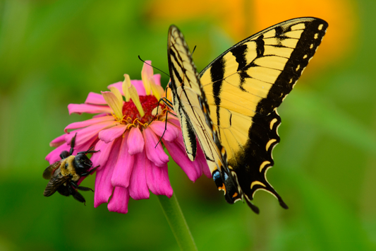 Celebrate Pollinator Week: Create a Garden That Buzzes With Life