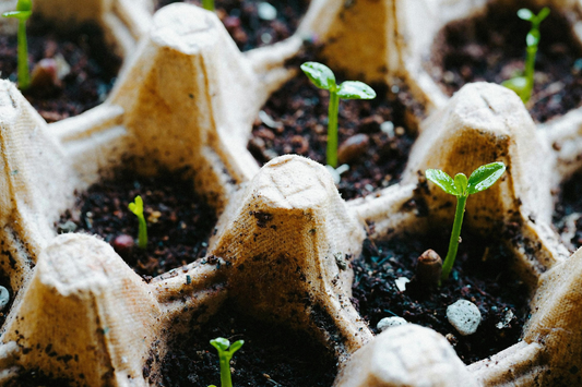 Understanding Seed Germination: Temperature, Light, and Timing Explained