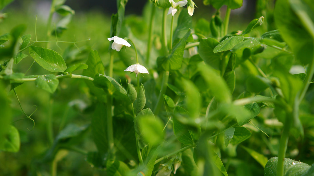 Healthy pea plants flowering in a Canadian vegetable garden before pod production
