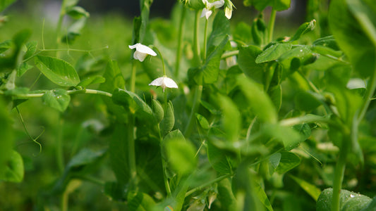 Healthy pea plants flowering in a Canadian vegetable garden before pod production