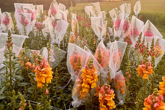 Growing Snapdragons from Seed in Canada: A Complete Guide