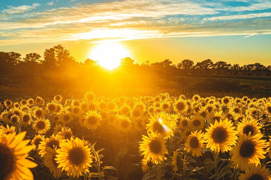 Golden sunflower field at sunrise during peak summer growing season in Canada
