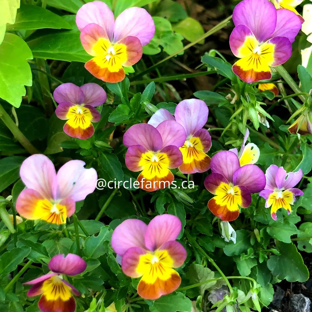 Viola & Pansy Seeds: How To Grow Violas From Seed - Circle Farms