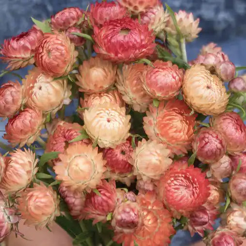 Strawflower Seeds - Apricot Mix