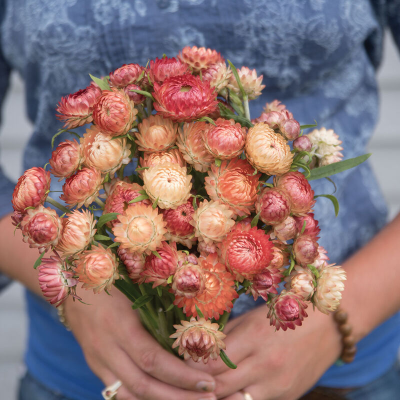 Strawflower - Apricot Mix