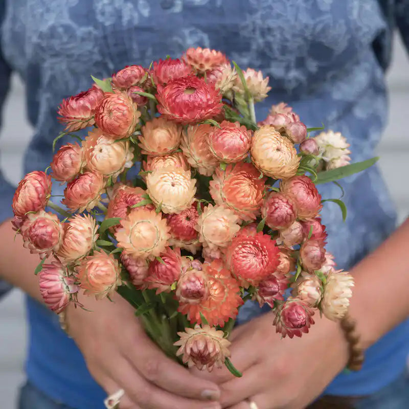 Strawflower Seeds - Apricot Mix