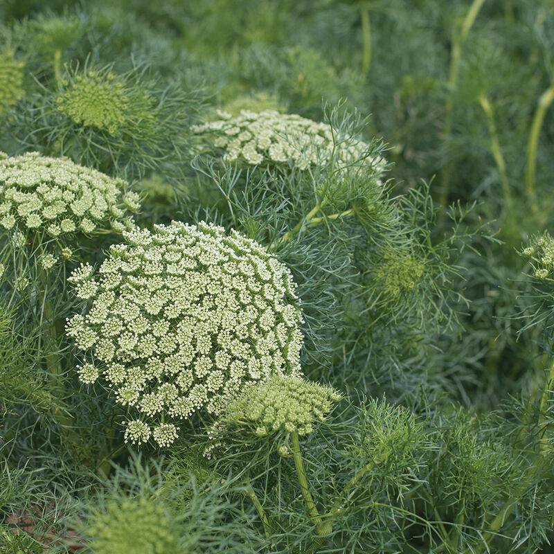 Ammi - Khella (False Queen Anne's Lace)