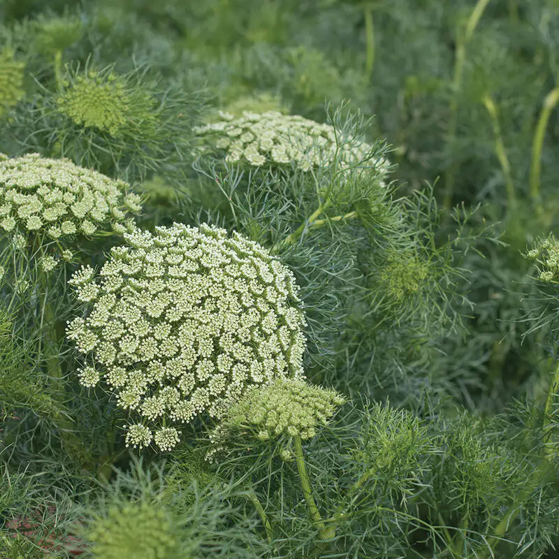 Ammi - Khella (False Queen Anne's Lace)