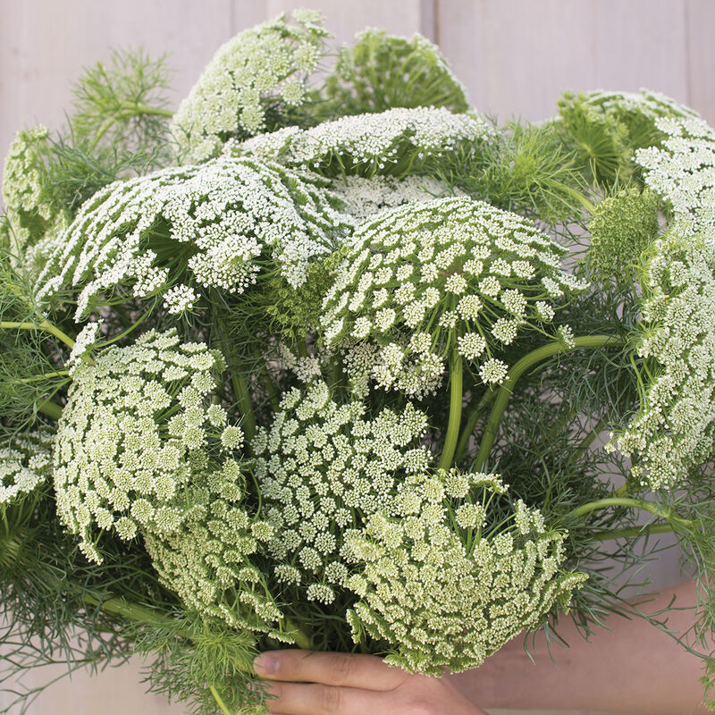 Ammi - Khella (False Queen Anne's Lace)
