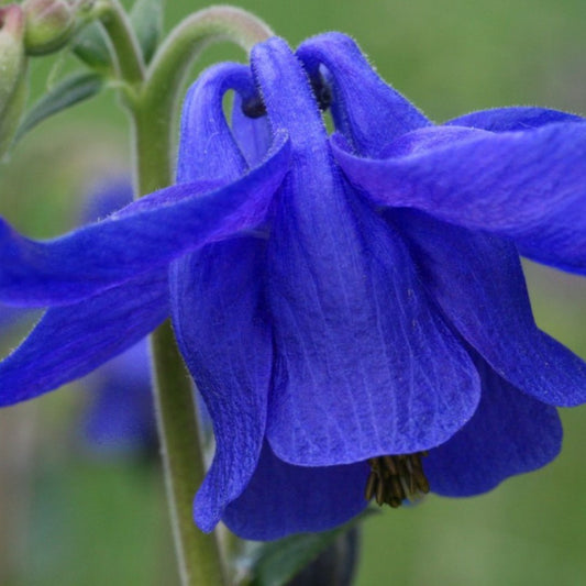 Blue Columbine - Coming Soon - Circle Farms seeds