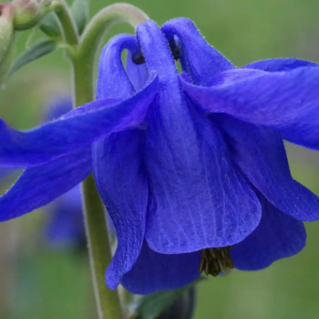 Blue Columbine - Coming Soon - Circle Farms seeds