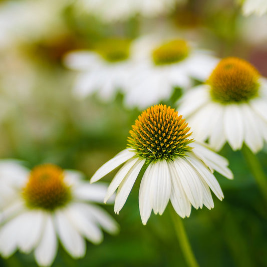 Echinacea Coneflower - White - Circle Farms seeds