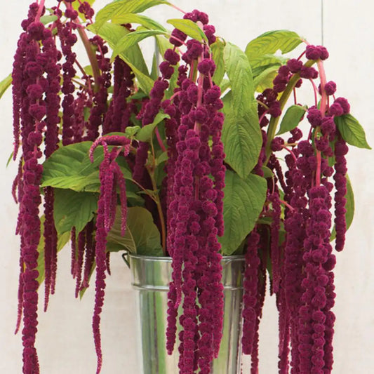 Amaranth - Red Love Lies Bleeding