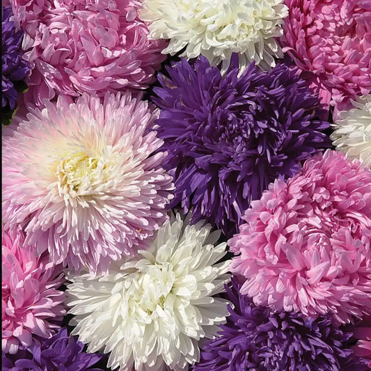 Aster Seeds - King Size Mix