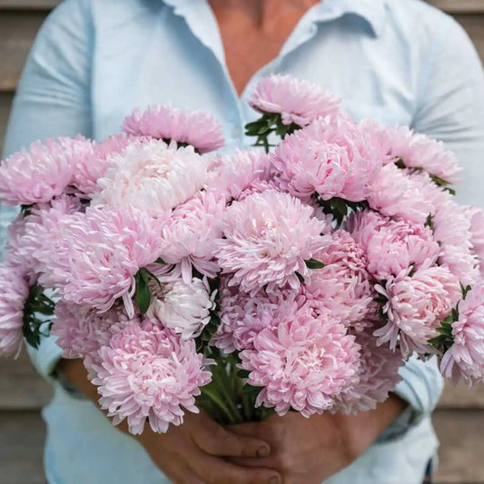 Aster Seeds - China Soufflé Light Pink