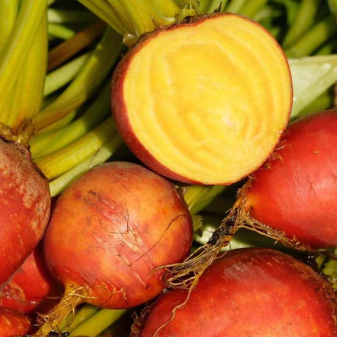 Beets - Touchstone Gold (Organic)