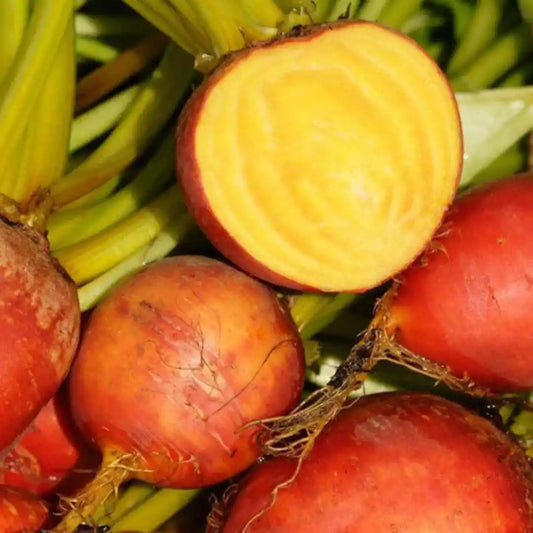 Beet Seeds - Touchstone Gold (Organic)