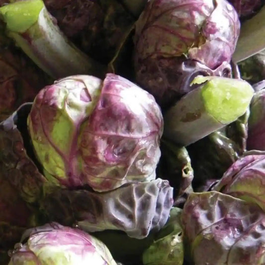 Brussel Sprout - Red Ball